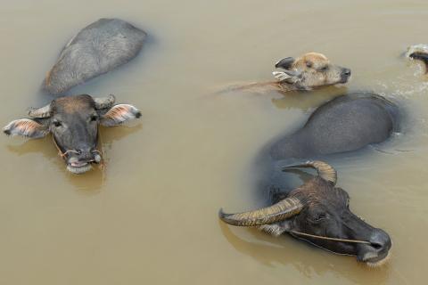 Water buffalo. The Thai for "water buffalo" is "ควาย".