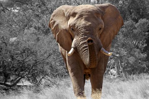 Elephant. The Thai for "elephant" is "ช้าง".